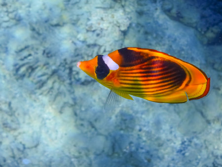 single tobacco butterfly fish in clear water from the red sea egyptの写真素材