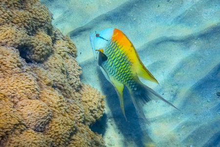 wonderful colored sling jaw wrasse fish at the seabed during diving in egyptの写真素材