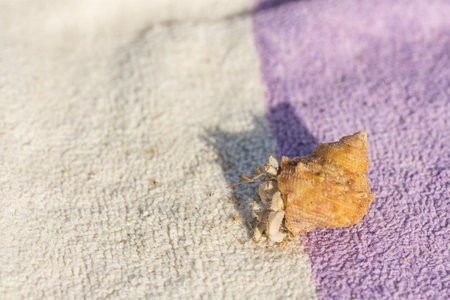 hermit crab running in a shell on a white lilac towel at the beach of egyptの写真素材