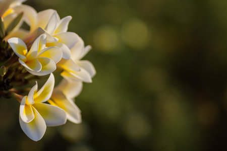 magic white and yellow fragrant blossoms from a plumeria shrub in a resort from egypt detail viewの写真素材