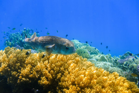 amazing spot fin porcupinefishÂ  hovers over yellow corals in deep blue water from the red seaの写真素材
