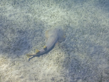 guitarfish at the sandy seabed with seagrass in the red sea in egyptの写真素材
