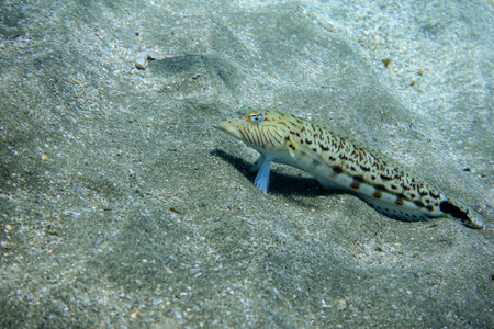 little speckled sandperch lying in the seabed and looking into the camera in egyptの写真素材