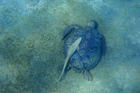 hawksbill turtle with a pilot fish at the seabed during eating in the red seaの写真素材