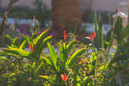 illuminated african arrowroot flowers in warm light during sundown in a resort in egyptの写真素材