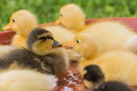 dear fluffy indian runner duck babys kiss each otherの写真素材