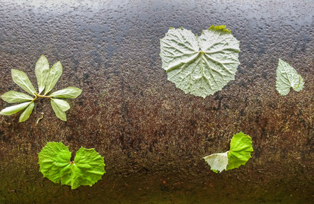 sticky different green leaves after rain on a water pipe in the forestの写真素材