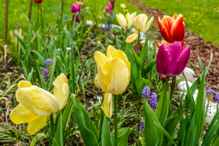 colorful tulips on a meadow on vacation in upper austria in the springの写真素材