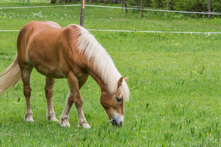 brown horse with blond hair eats grass in the mountains of austriaの写真素材