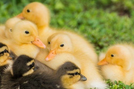 fluffy dear indian runner duck babys with dark eyesの写真素材