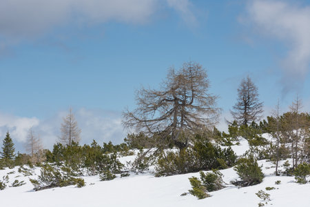single different trees and shrubs on snowy hills during hiking in spring and austriaの写真素材