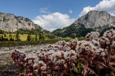 wonderful flowers in a mountain valley during hiking in austriaの写真素材