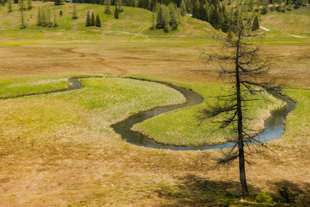 hill moor with a curvy brook on the wurzeralm in austria detail viewの写真素材