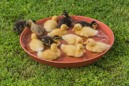 lot of dear little fluffy indian runner ducks sitting in a bowl with waterの写真素材