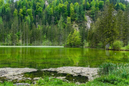 mountain lake with clear water and green reflections from the forest in austria