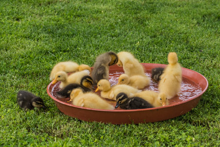 lot of different fluffy indian runner duck babys in a bowl with water on green grassの写真素材