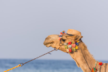 decorated camel with hat walking at the beach in egyptの写真素材