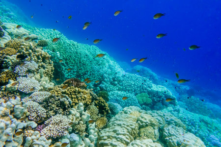 green blue landscape under water with corals and fishes on vacation in egyptの写真素材