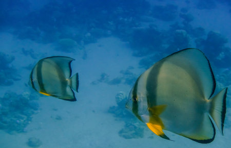 two orbicular batfish swimming in clear blue water from egyptの写真素材