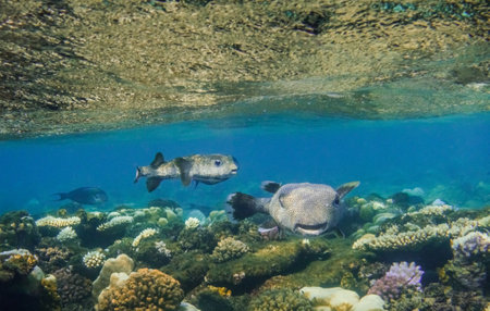 two wonderful spot fin porcupinefish with colorful corals and a glittering surface in egypt