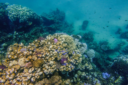 view into the dephts with colorful corals during snorkeling in egyptの写真素材
