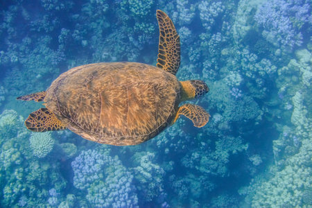 sea turtle swimming to the ground from a coral reef in the red sea egyptの写真素材