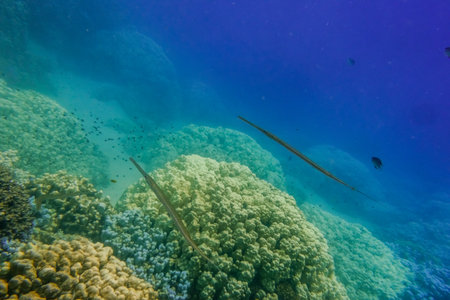amazing bluespotted cornetfish hovering over colorful corals with blue water in egyptの写真素材