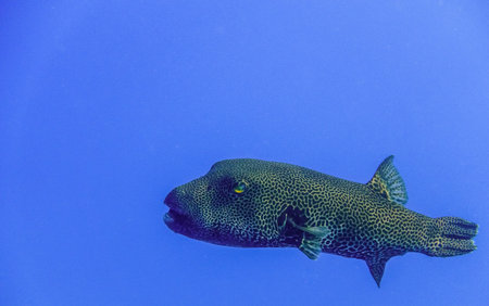 huge black star pufferfish in deep blue water background in egyptの写真素材