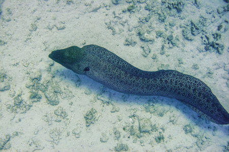 amazing giant moray swimming at the seabed in the red sea egyptの写真素材