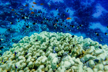 lot of different little fishes over corals and blue water on vacation in egypt