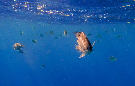indopazific sergeant fish looks into the camera during swimming with other fishes in deep blue waterの写真素材