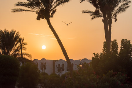 warm sunset during walking through the paths from a resort in egypt on vacationの写真素材