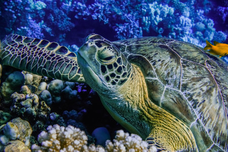 relaxed sea turtle lying on corals from the reef in blue water in egypt detail viewの写真素材