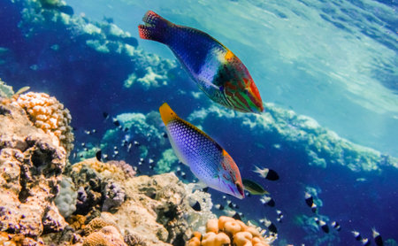 two amazing colorful checkerboard wrasse swimming over corals in the red sea egyptの写真素材