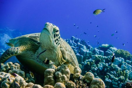 relaxed sea turtle lying on corals from the reef and looking up to the cameraの写真素材