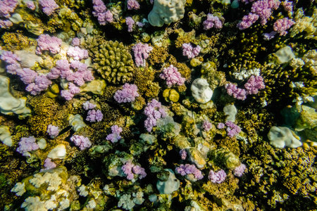 little pink corals during snorkeling in the red sea view from aboveの写真素材