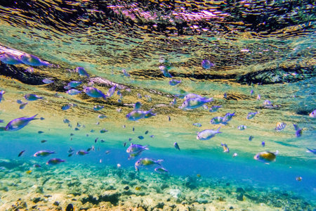lot of little fishes in clear water with reflections at the surface during diving in egyptの写真素材