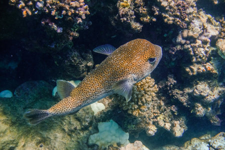 single spot fin porcupinefish hovering near the coral reef in the red sea egypt