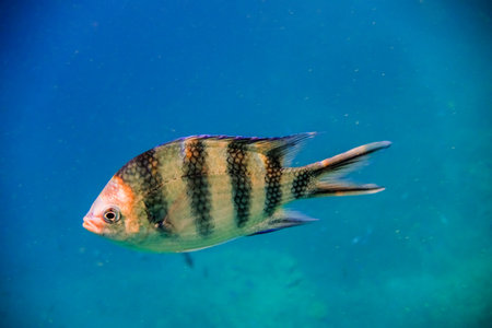 single indopazific sergeant fish swimming in blue water during snorkeling in egypt
