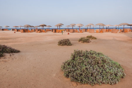beach facility at the sandy beach at the red sea with shrubs in the sandの写真素材