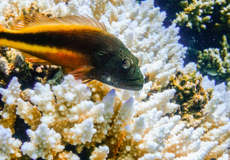 backside hawkfish looking into the camera during lying on pointed corals in egypt