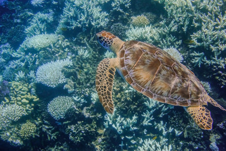 little baby sea turtle hovering very slow over the coral reef during diving in egypt