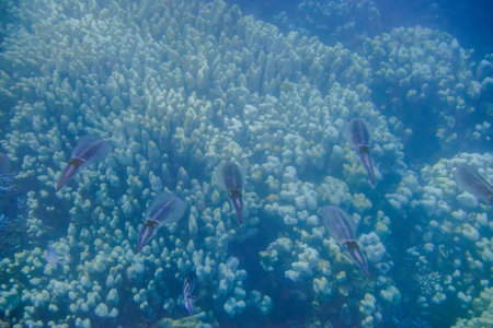 lot of kalmar hovering over corals in the red sea of egypt