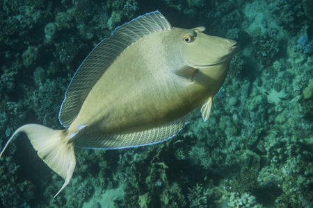 bluespine unicornfish very excited about the camera during freediving in the red sea egypt