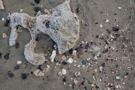 large coral and colorful stones and shells in fine sand of the beach on vacation in egyptの写真素材