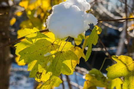 glowing yellow leaves with snow in the winter with sunの写真素材