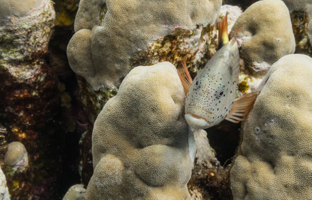 freckled hawkfish lies at corals and looks to the other fishes in egypt