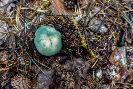 green blue small tasty mushroom in the forest floor with lot of needlesの写真素材