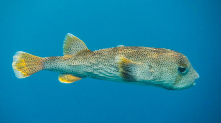 spot fin porcupinefish in clear blue seawater from egypt panorama viewの写真素材