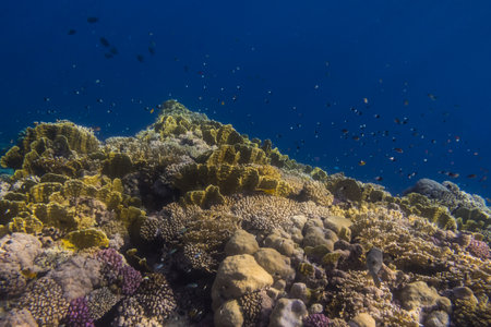 beautiful different corals with little fishes during snorkeling in egyptの写真素材